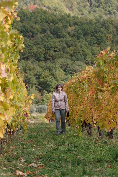 Frau Zwischen Einer Reihe Weinreben Herbst Provinz Imperia Italien — Stockfoto