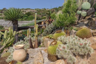 Bahçedeki farklı türlerden kaktaceae.