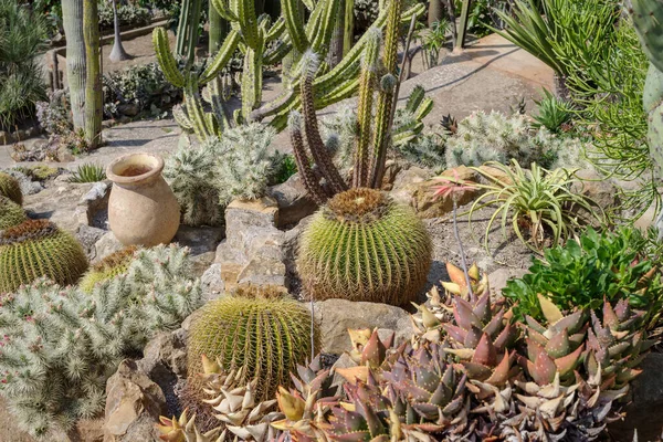 Cactaceae Different Species Garden — Stockfoto