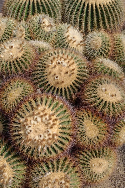 Primer Plano Cactus Flor Jardín —  Fotos de Stock