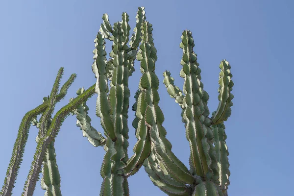 Cactus Con Agujas Sobre Fondo Azul —  Fotos de Stock
