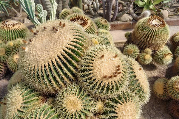 Close Cactus Bloom Garden — Φωτογραφία Αρχείου