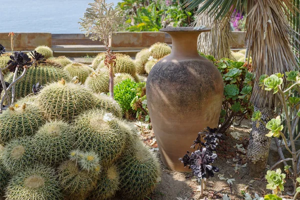 Cactaceae Espécies Diferentes Jardim — Fotografia de Stock