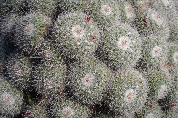 Primer Plano Cactus Flor Jardín —  Fotos de Stock