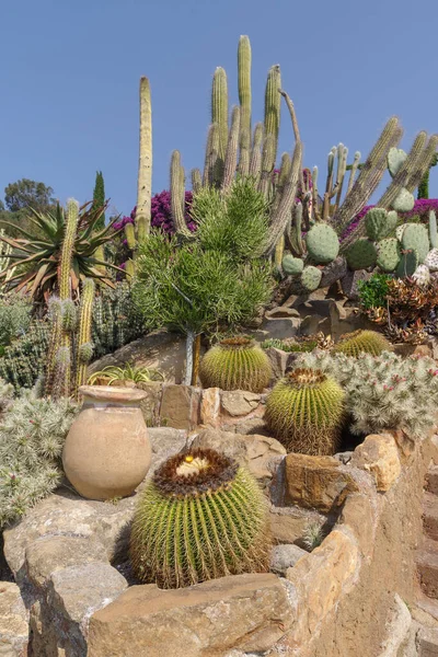 Cactaceae Different Species Garden — ストック写真