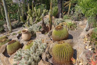 Bahçedeki farklı türlerden kaktaceae.