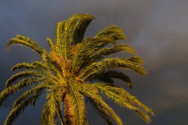 Palm Tree Evening Cloudy Sky — Stockfoto