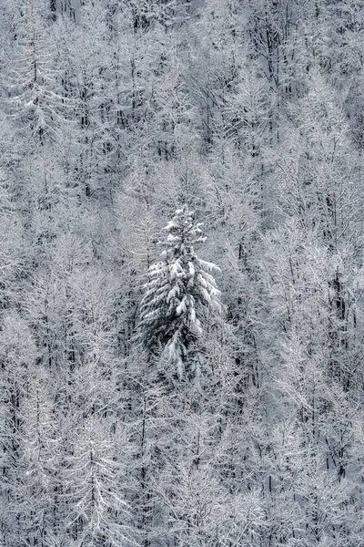 Erhöhter Blick Auf Den Verschneiten Bergwald — Stockfoto