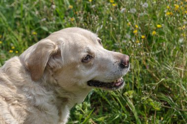 Close-up of senior Labrador Retriever looking away