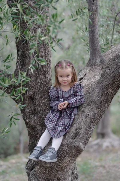 Zeytin Ağacında Oturan Bir Kız Çocuğu — Stok fotoğraf