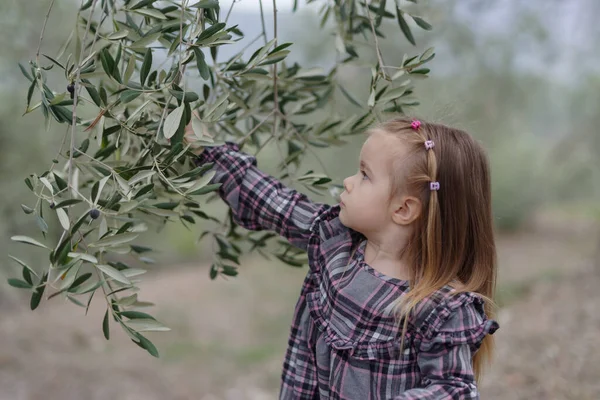 Petite Fille Cueillant Des Olives Dans Verger Dans Campagne Ligure — Photo