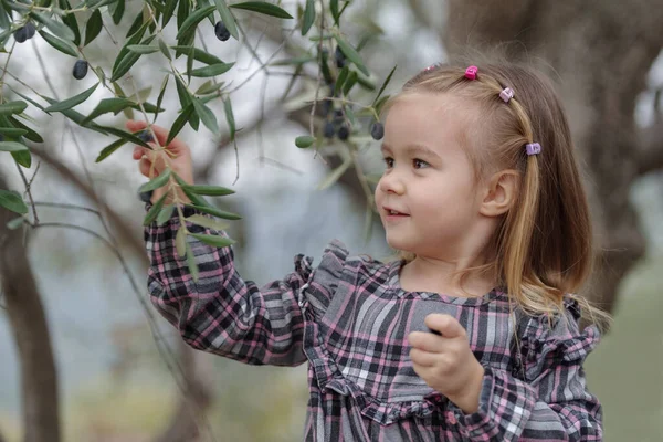 Petite Fille Cueillant Des Olives Dans Verger Dans Campagne Ligure — Photo