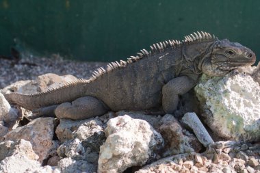 evde beslenen hayvan kertenkele
