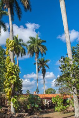  doğa avuç içi deniz