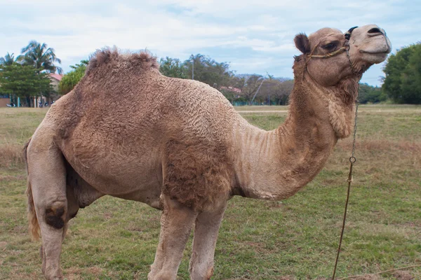 Animal camel — Stock Photo, Image