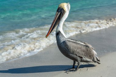 Pelican sea water clipart
