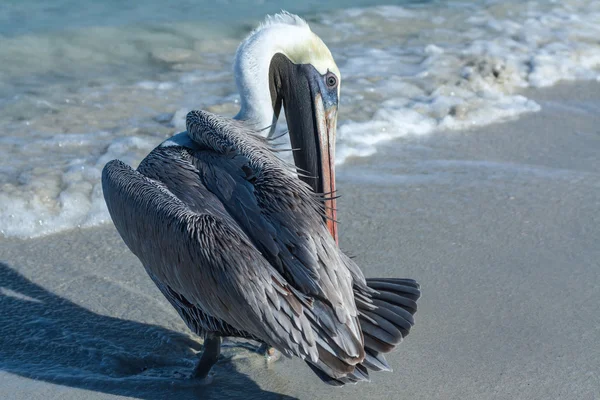 Pelikaan zeewater — Stockfoto