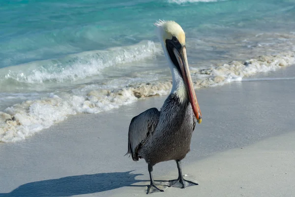 ペリカンの海の水 — ストック写真