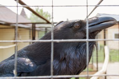 hayvanlar ve kuşlar kafeste