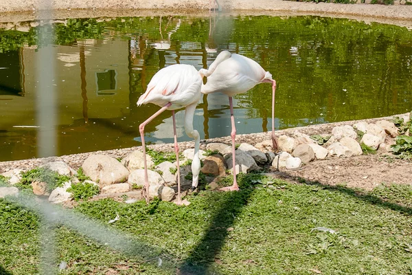 Animais e pássaros em uma jaula — Fotografia de Stock