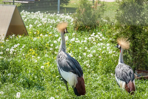 Ζώα και πουλιά σε ένα κλουβί — Φωτογραφία Αρχείου