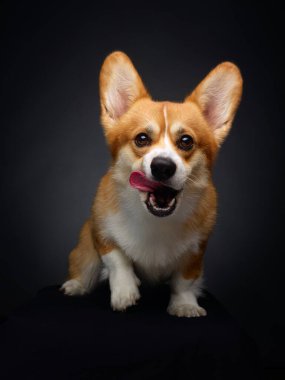 Aç Corgi köpeği stüdyoda yalanıyor.