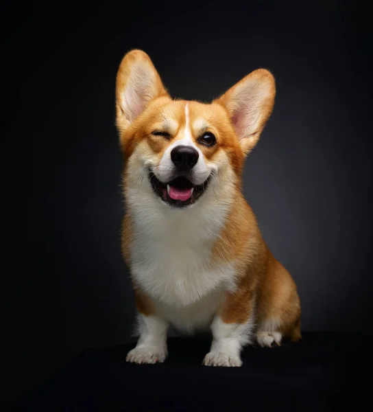 Sonriente Perro Corgi Sentado Sobre Fondo Negro Estudio — Foto de Stock