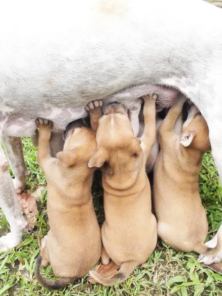 Puppies are suckling — Stock Photo, Image