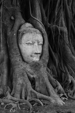 Buda'nın kafasından banyan tree roots