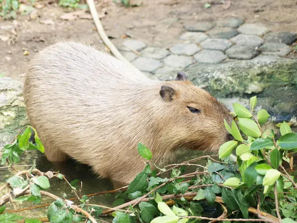 Grote rat — Stockfoto