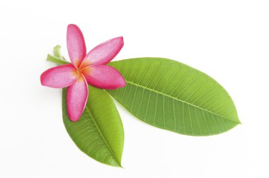 pembe ve beyaz frangipani