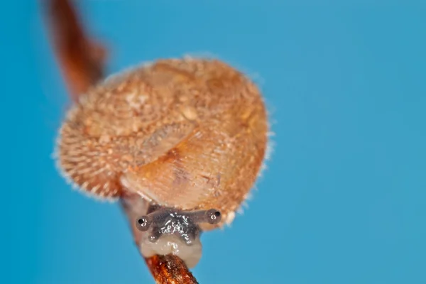 Mini-Schnecke — Stockfoto