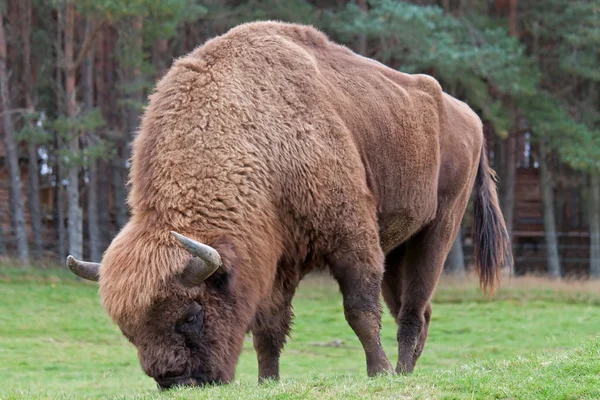 Europeisk bison – stockfoto