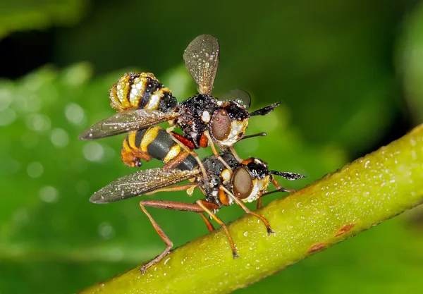 Mating Flies — Stock Photo, Image