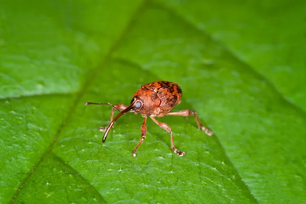 Rüsselkäfer — Stockfoto