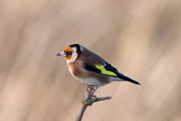 Goldfinch — стокове фото