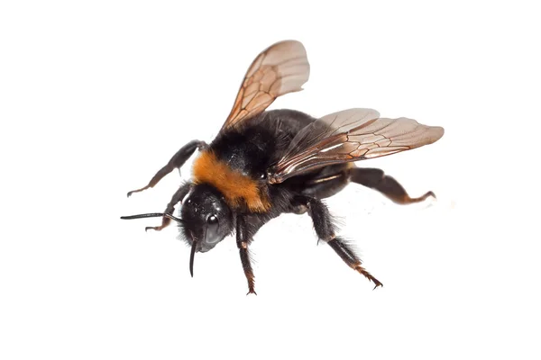 Abeja Bumble Aislado —  Fotos de Stock