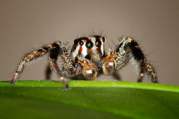 Aranha saltitante — Fotografia de Stock