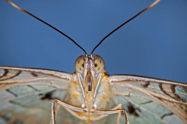 Olha borboleta — Fotografia de Stock