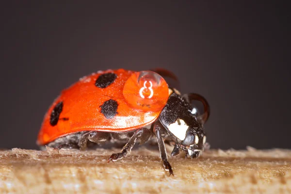 Ladybug — Stock Photo, Image