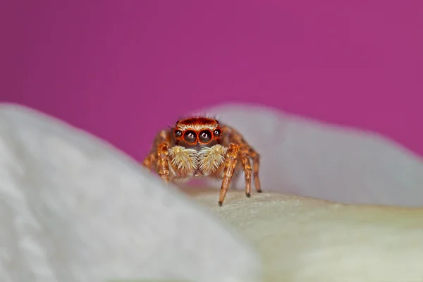 미니 거미 — 스톡 사진