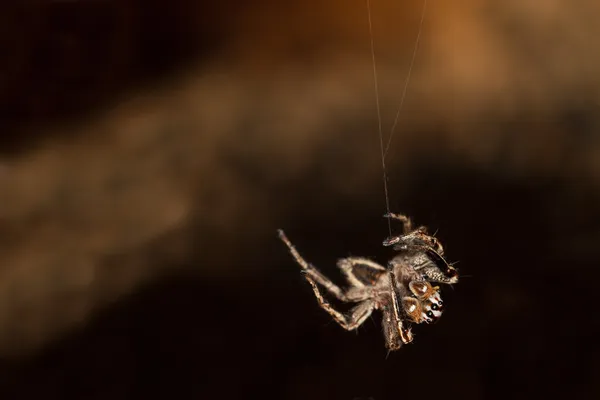 Hanging Spider — Stock Photo, Image