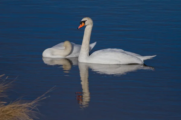 White Swans — Stock Photo, Image