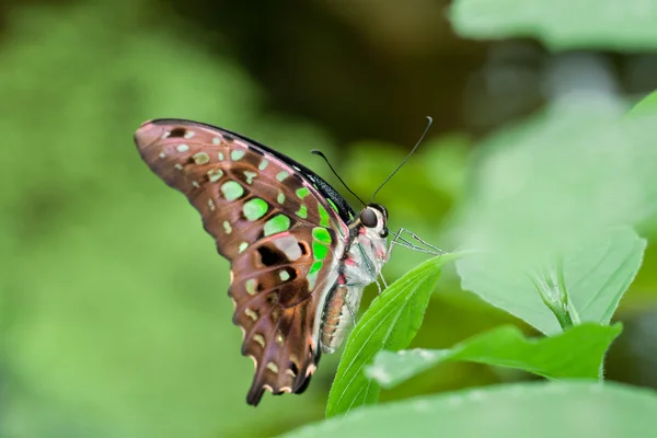 Green Butterfly — Stock Fotó