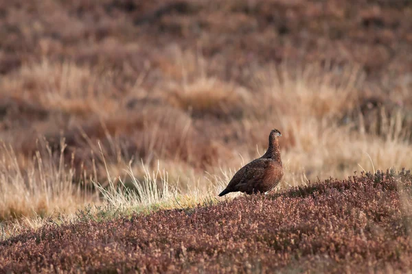 Red Grouse — Stock Photo, Image