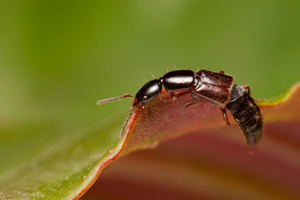 Rove Beetle — Stock Photo, Image