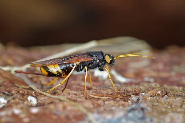 Wood Wasp — Stock Photo, Image