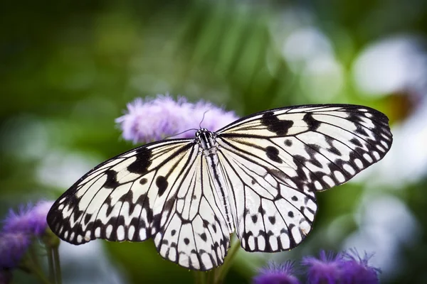 Witte vleugels — Stockfoto