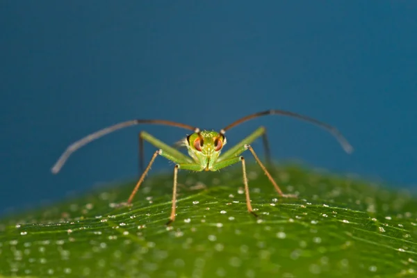 Mirid bugg — Stockfoto