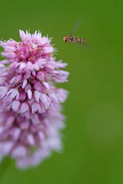 Frühling — Stockfoto